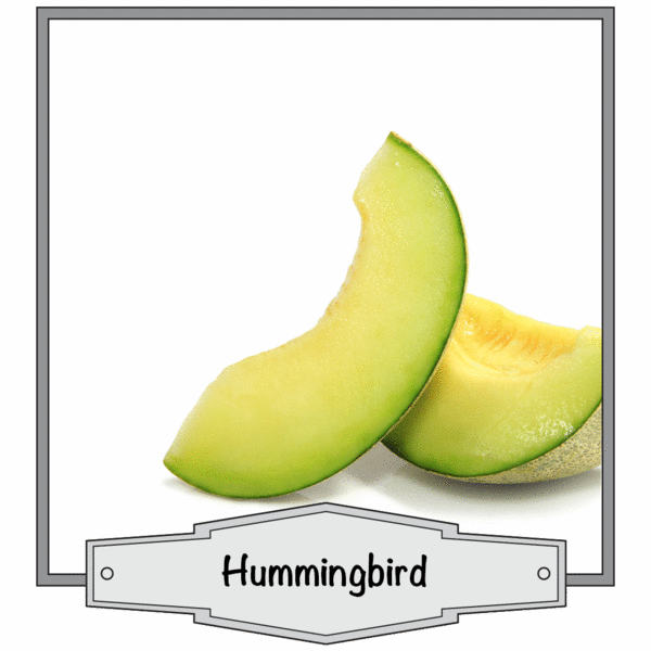 Hummingbird