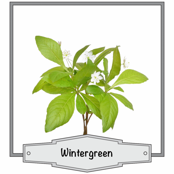 Wintergreen